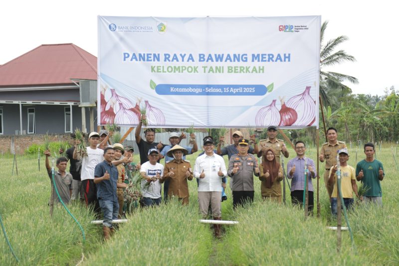 6000 M² Lahan Bawang Merah Dipanen, Wali Kota Apresiasi Dukungan BI ke Petani Kotamobagu//Foto: Kominfo Kotamobagu.